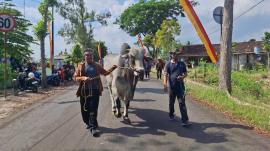 Sapi dan Kambing Padati Jalan Mojo–Semuluh Lor, Warga Ngeposari Gelar Kirab Rajakaya